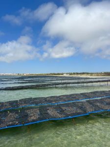 Classificação das zonas de produção de moluscos bivalves vivos em Portugal continental.