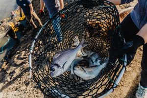 The State of World Fisheries and Aquaculture 2024 – Blue Transformation in action