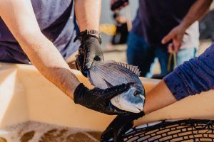 Código de boas práticas sobre bem estar dos peixes em aquacultura.